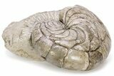 Fossil Nautilus (Aturia) - Boujdour, Morocco #232736-2